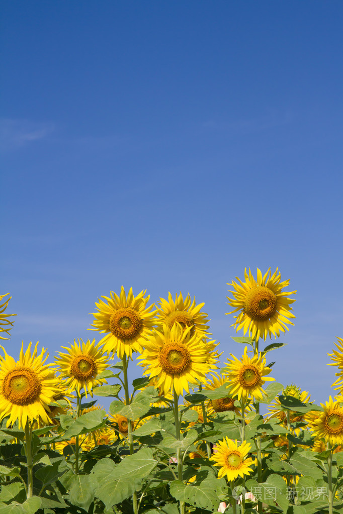花园里的太阳花
