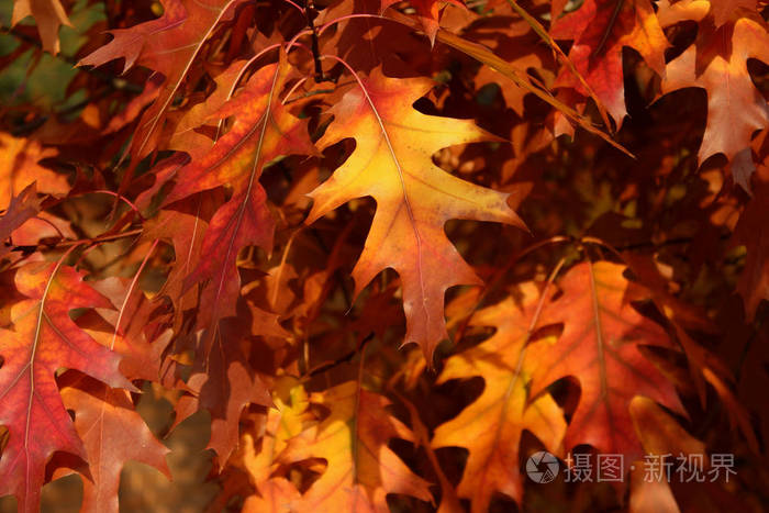 红橡木被剪短。关闭针橡木。红色的叶子。秋树的短款镜头。秋季自然背景。自然秋叶的多彩背景