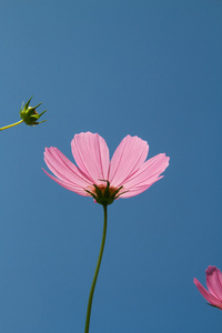 在花园波斯菊花卉