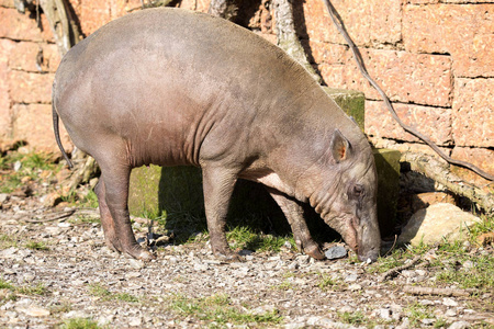 女布鲁 Babirusa, 豚豚