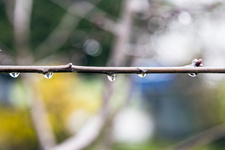 雨滴落在芽的树上