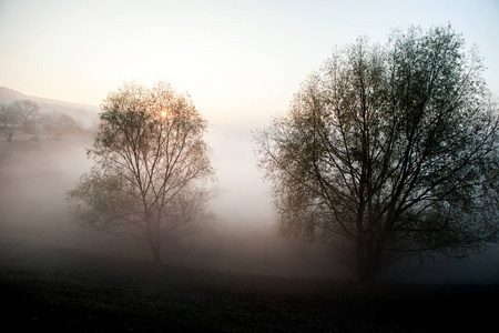 雾蒙蒙的早晨夏天的风景与一排排的树木。在森林里的雾蒙蒙的早晨。美丽的自然狂野的风景
