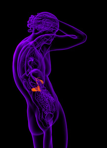 3d 渲染医学插图的胆囊和胰腺