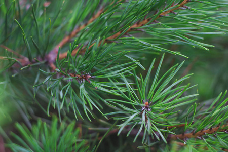 绿色植物特写背景下的松树绿枝