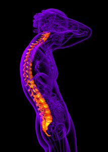人体的脊柱三维渲染医疗图