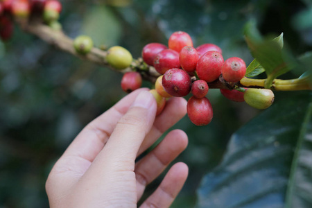 咖啡莓豆咖啡树与手