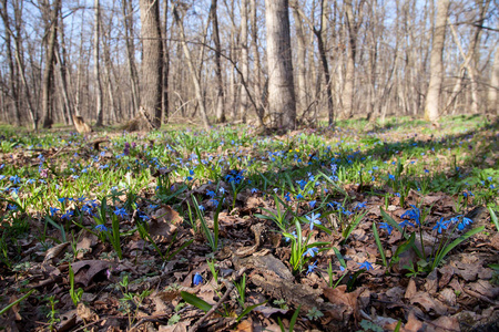 scilla siberica 的一般景观, 称为西伯利亚 squill 或木 squill 在春季森林开花。春时森林中的小蓝花