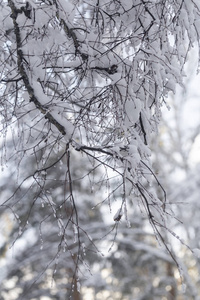 雪特写镜头在雪森林