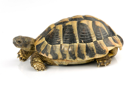 在白色的乌龟照片