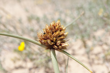 油莎豆 capitatus