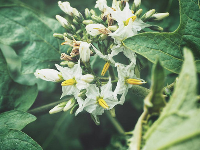 美丽的白色茄子花