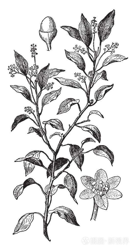 在这个框架里樟脑树叶子的树枝和花朵开始生长复古的线条画或雕刻插图