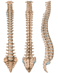 人体骨系统人体骨骼系统的解剖学研究