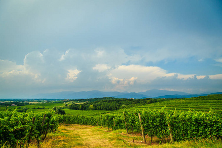 暴风雨即将来临领域的 Collio，意大利葡萄园