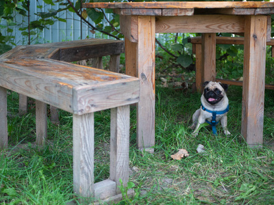 在桌子底下小可爱的哈巴狗狗躲在桌子底下玩捉迷藏游戏.