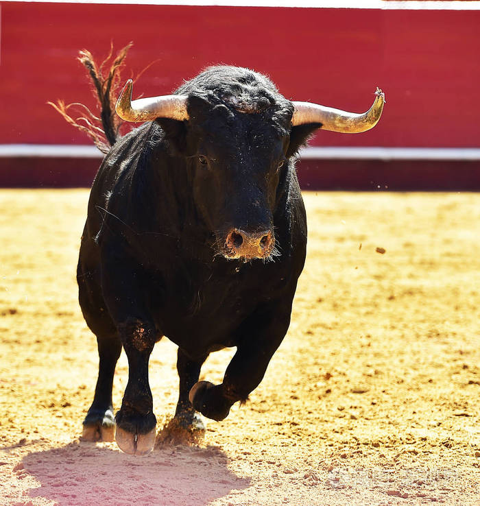 长着大角牛在西班牙