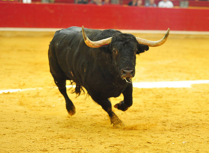 长着大角牛在西班牙