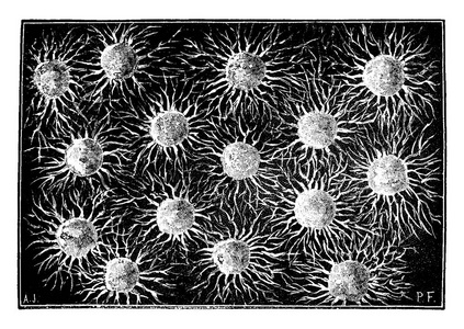 第一个有机体。联想 Monera, 复古雕刻插图。地球在人之前1886