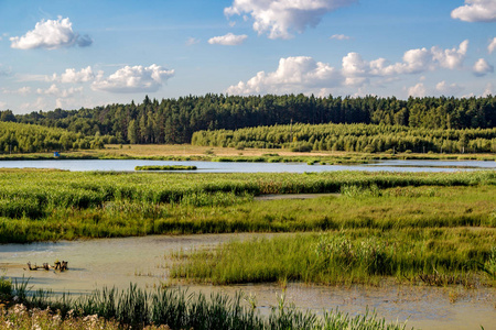 河边的池塘 Alozha 在 Gribovka 村附近。Kaluzhskiy 地区 Zhukovskiy 区