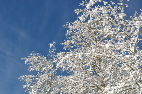 雪盖分支机构