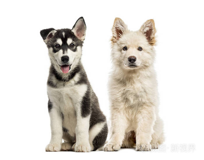 白瑞士牧羊犬小狗 赫斯基爱斯基摩小狗 在白色背景前照片 正版商用图片08qxy0 摄图新视界 白瑞士牧羊犬小狗 赫斯基爱斯基摩小狗 在白色背景前照片 正版商用图片08qxy0 摄图新视界