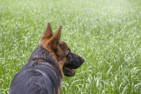 德国牧羊犬在野外休息和散步