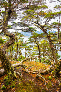 lenga 森林, 山和泻湖在火地岛国家公园, 巴塔哥尼亚, 夏季时间的美丽景观