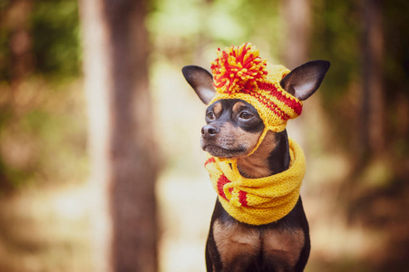 狗在一个秋天公园的围巾和帽子。秋季主题。有趣的小狗的玩具梗