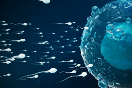 精子和卵细胞卵子本土和自然施肥特写视图。构想新生活的开始。医学概念3d插图