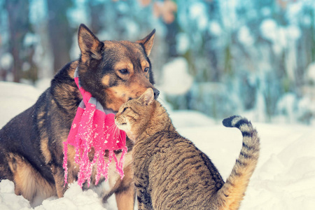 猫和大狗是最好的朋友, 冬天坐在户外的雪里