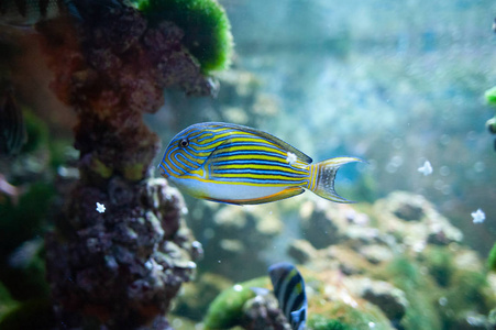 Acanthurus lineatus。鱼在海洋中游泳, 在珊瑚的背景下