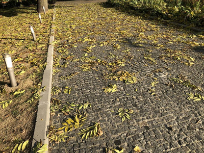 透视视图单调灰色砖石路面地面上的街道道路。人行道, 车道, 摊铺机, 绿草