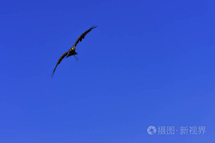 放赤鸢密尔沃斯