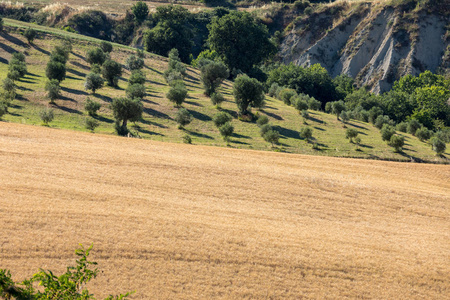 山上的橄榄树林和农场的全景视图。意大利