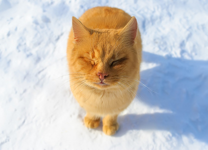 在雪中的猫