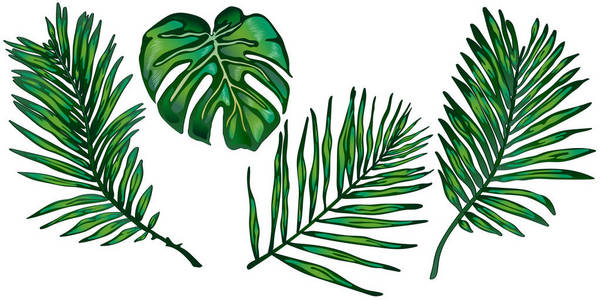 热带绿叶在媒介样式隔绝了。背景纹理包装图案框架或边框的矢量叶