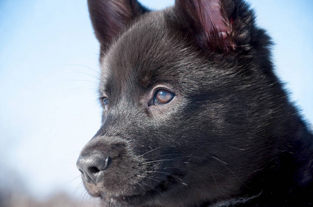 俄罗斯哈士奇狗特写的肖像。黑狗看着远处