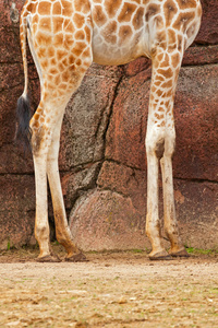 在动物园里的罗斯柴尔德长颈鹿的腿照片