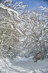 森林里一条完全白雪覆盖的道路的冬天景色