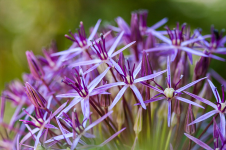 淡紫色的花朵