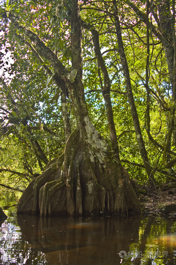 热带树沼泽dekaw