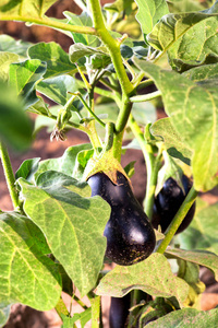 新鲜的茄子生长在田间.素食乐园照片