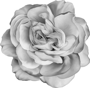黑色和白色玫瑰花孤立在白色背景上。矢量图