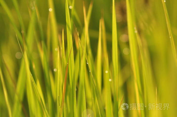 绿草上的露水与水在清晨的绿色季节里落下。美丽的散景。抽象背景模糊。自然背景。纹理. 具有良好环境概念的稻田。复制空间
