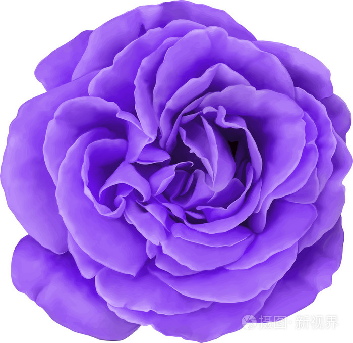 紫色玫瑰花朵孤立在白色背景上.矢量图