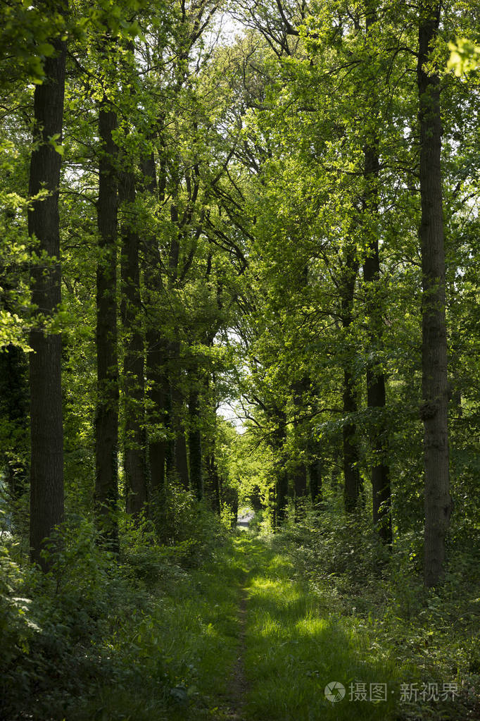 夏天杂草丛生的小路