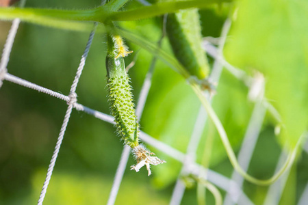 年轻的植物黄瓜。叶子背景多汁鲜黄瓜特写宏