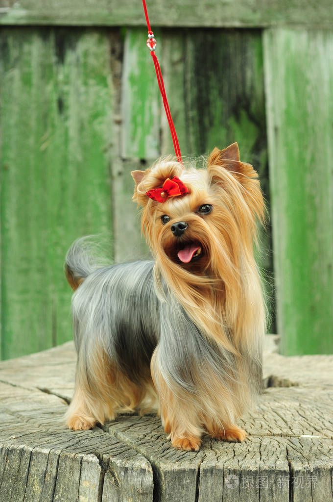 长头发和红色弓的狗.美丽的约克郡梗在树桩上