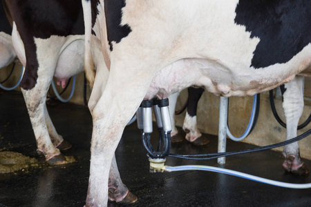 奶牛挤奶设施, 挤奶奶牛挤奶机在挤奶场中的现代照片