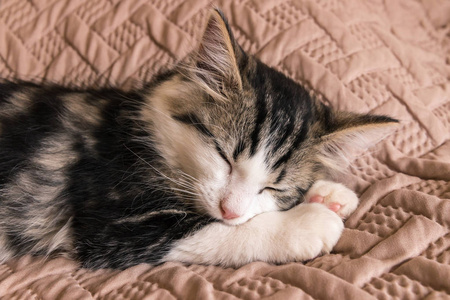 绗缝的盖特写可爱的小花猫睡在棕色被子盖照片